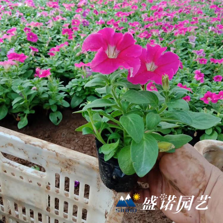 粉牵牛 白牵牛基地供应价格优惠