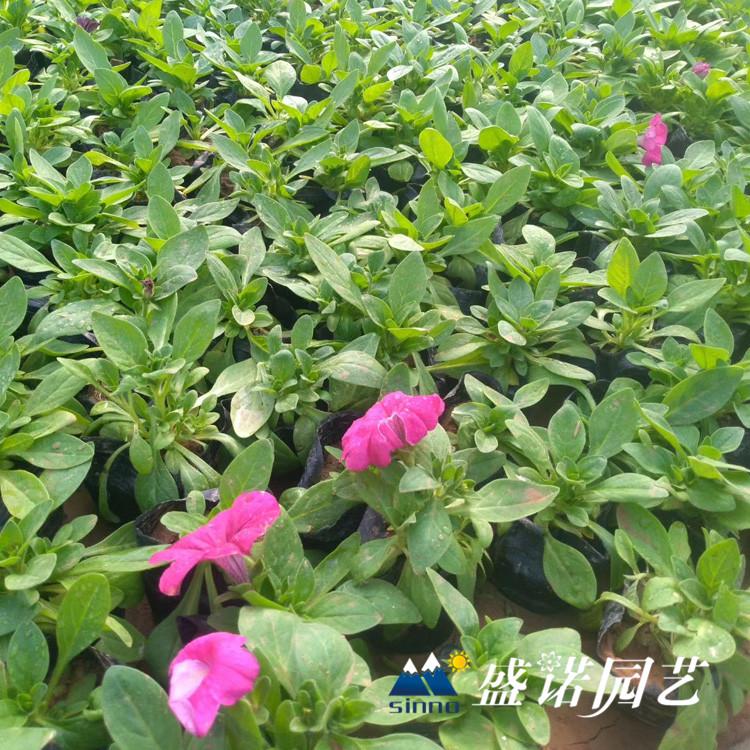 牵牛小苗 牵牛花苗草花花卉花卉基地