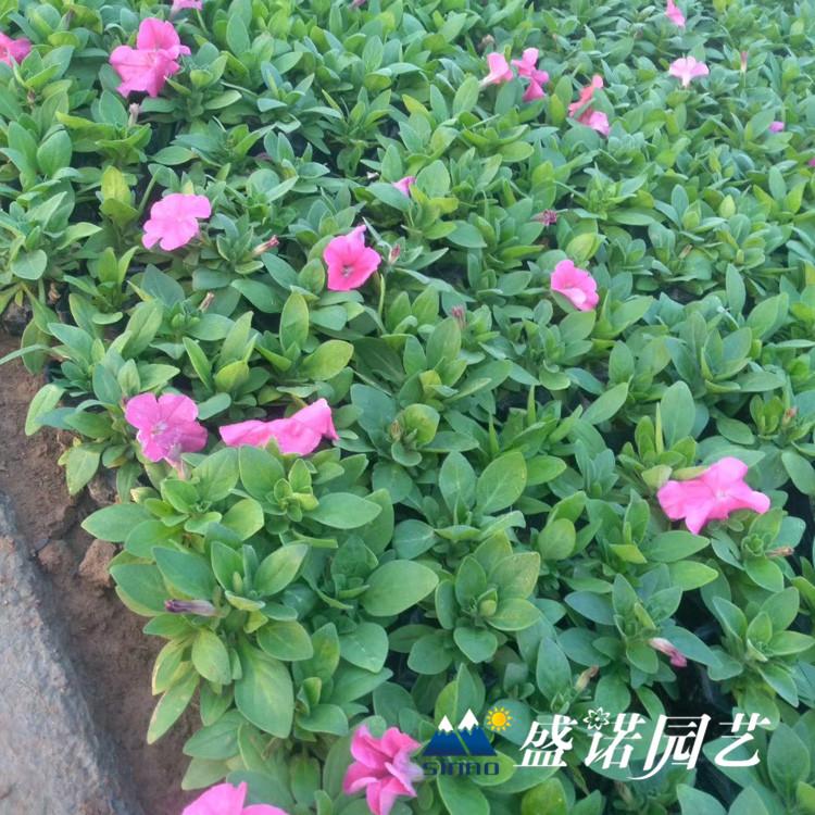 粉牵牛 白牵牛小苗 嫁接品种齐全
