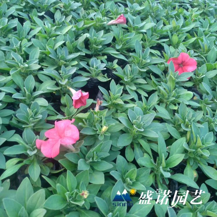 兰牵牛 蓝牵牛时令草花品种齐全
