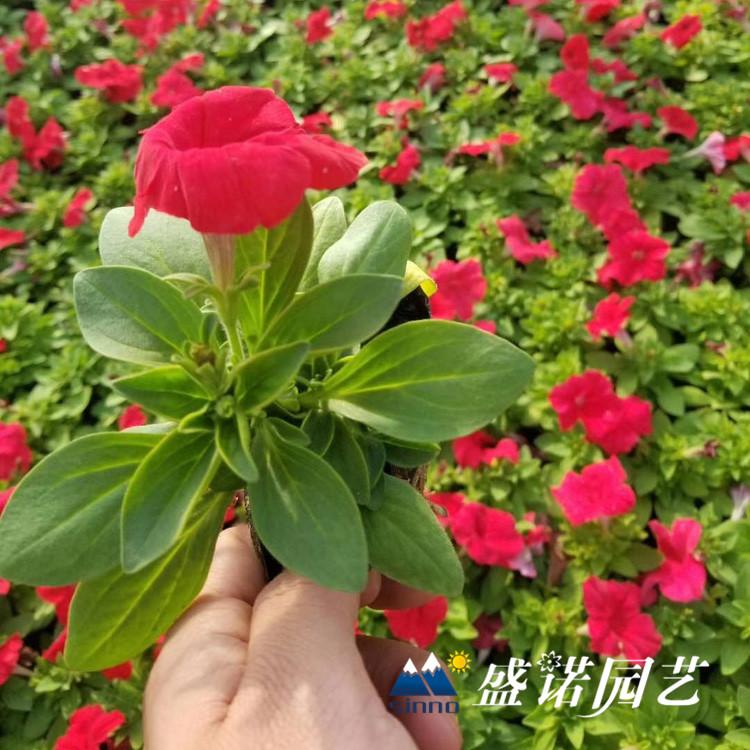 牵牛花 牵牛苗花卉苗木品种齐全