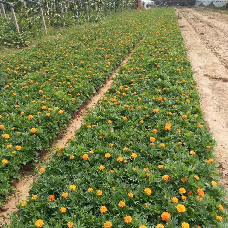 孔雀草 橘红孔雀草基地 孔雀草批发 孔雀草价格