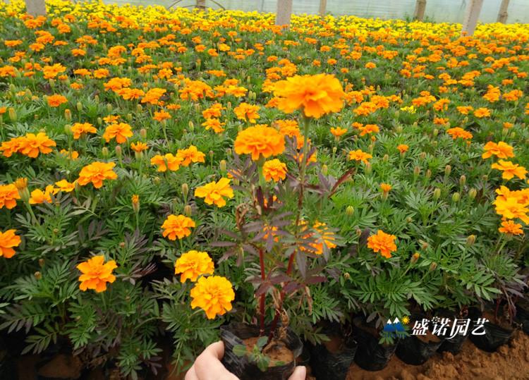 山东青州 孔雀草花 基地供应 花卉基地