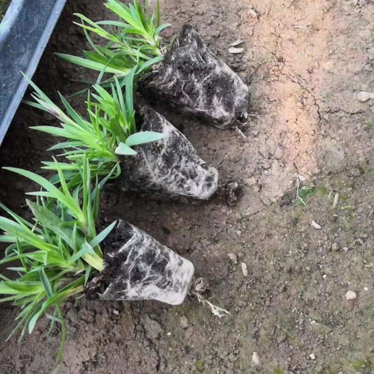 欧石竹 欧石竹绿化草坪欧石竹一年花期300天