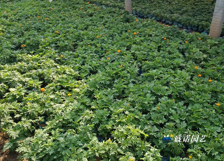 青州黄楼 孔雀草花 宿根花卉 品种齐全