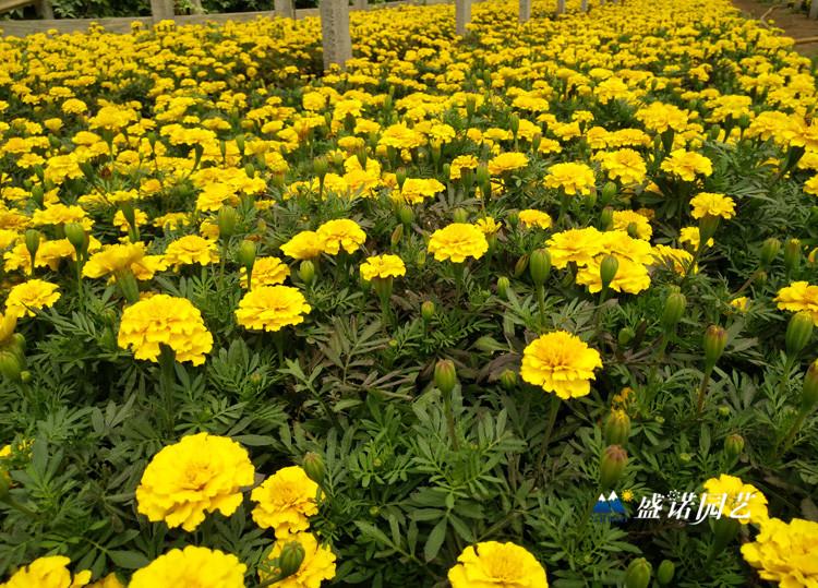 山东青州 孔雀草 花苗 花卉苗木 价格优惠