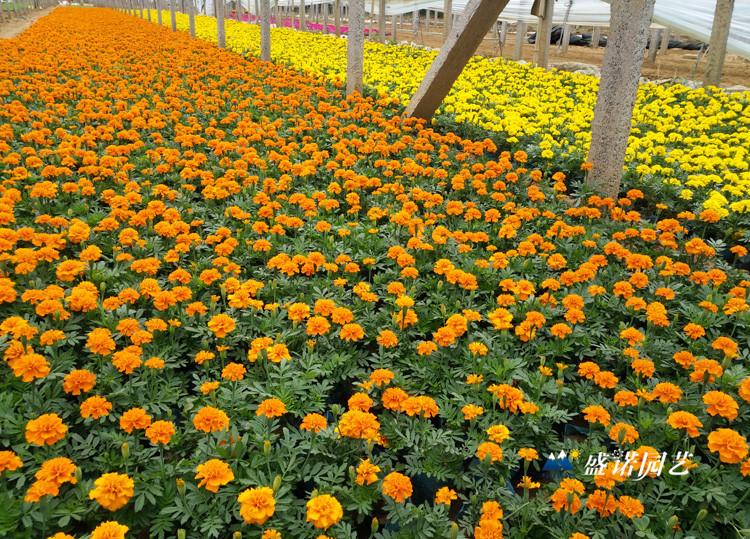 山东青州 孔雀草 花苗 宿根地被 基地处理