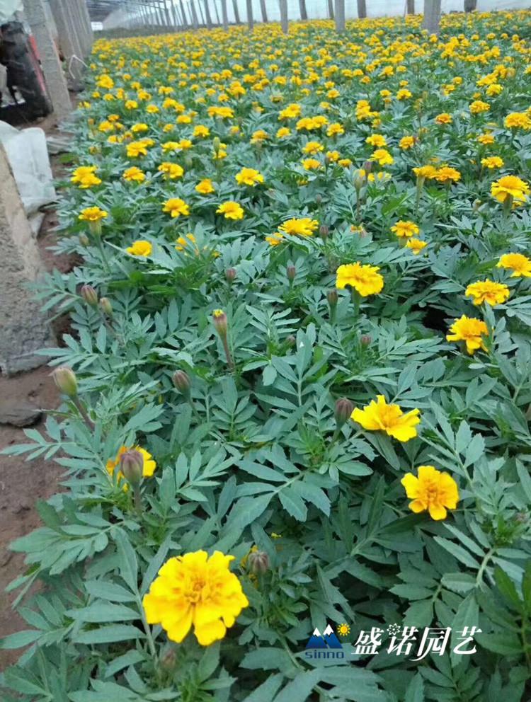 青州黄楼 孔雀草 杯苗 小苗嫁接 花卉基地