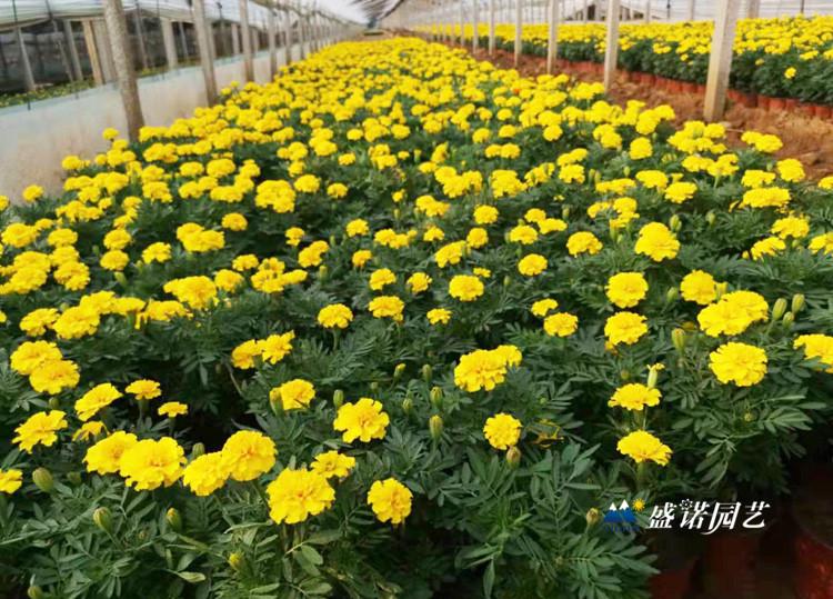 孔雀草苗绿化工程价格优惠山东青州