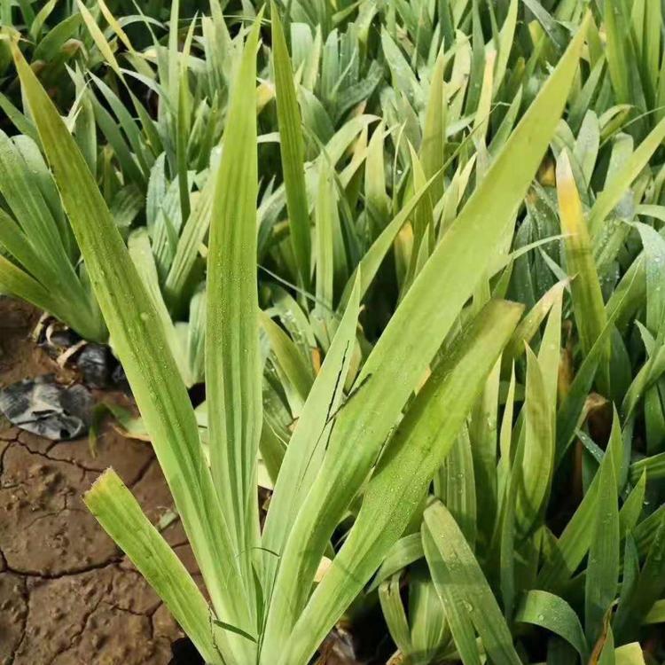 青州兰花鸢尾种植基地   鸢尾芽