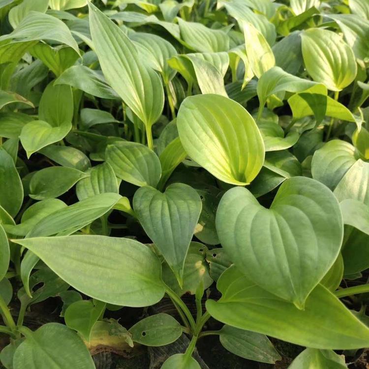 青州玉簪种植基地   玉簪价格