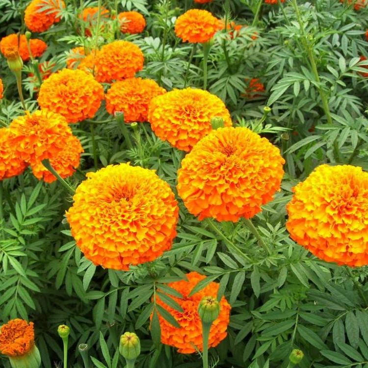 供应四季草花孔雀草  草花基地 孔雀草盆栽 孔雀草价格 孔雀草批发