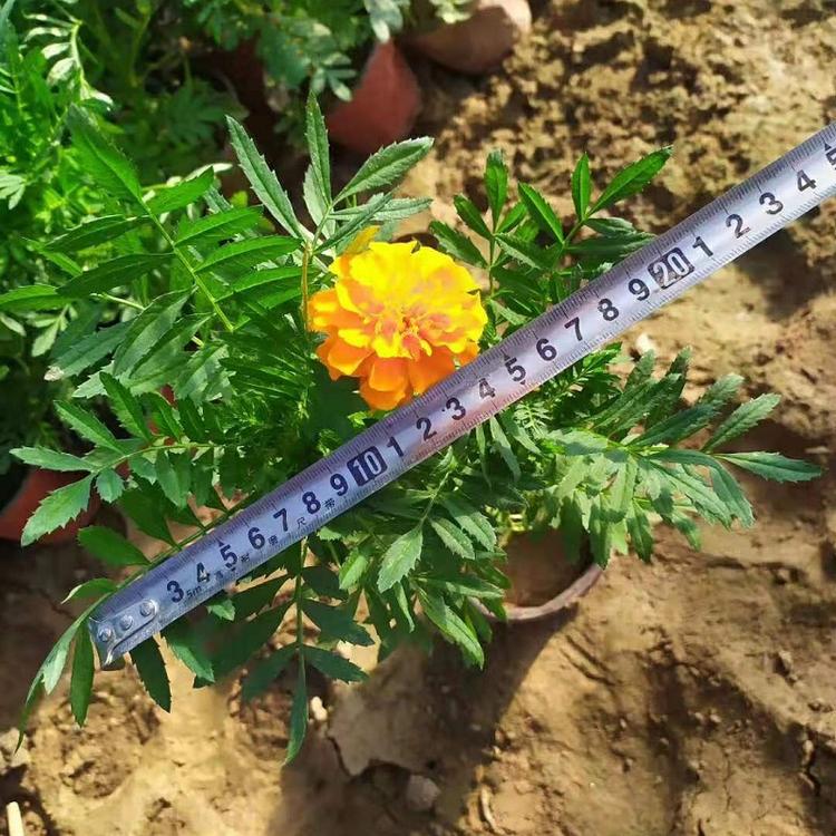 基地供应孔雀草 孔雀草基地价格 孔雀草批发