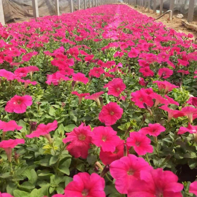 批发小苗基地矮牵牛花