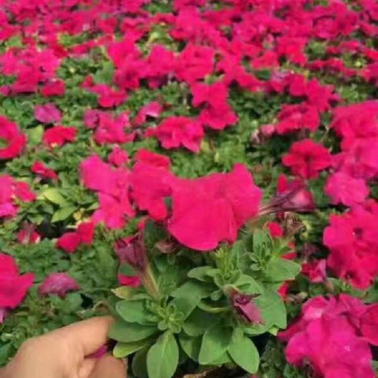 批发基地矮牵牛花.矮牵牛