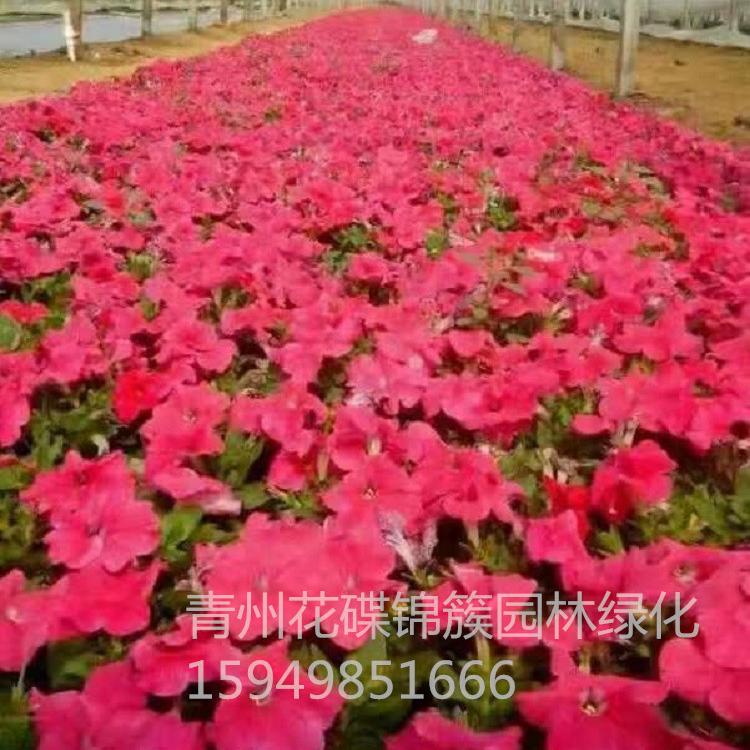 批发基地矮牵牛花.矮牵牛矮牵牛