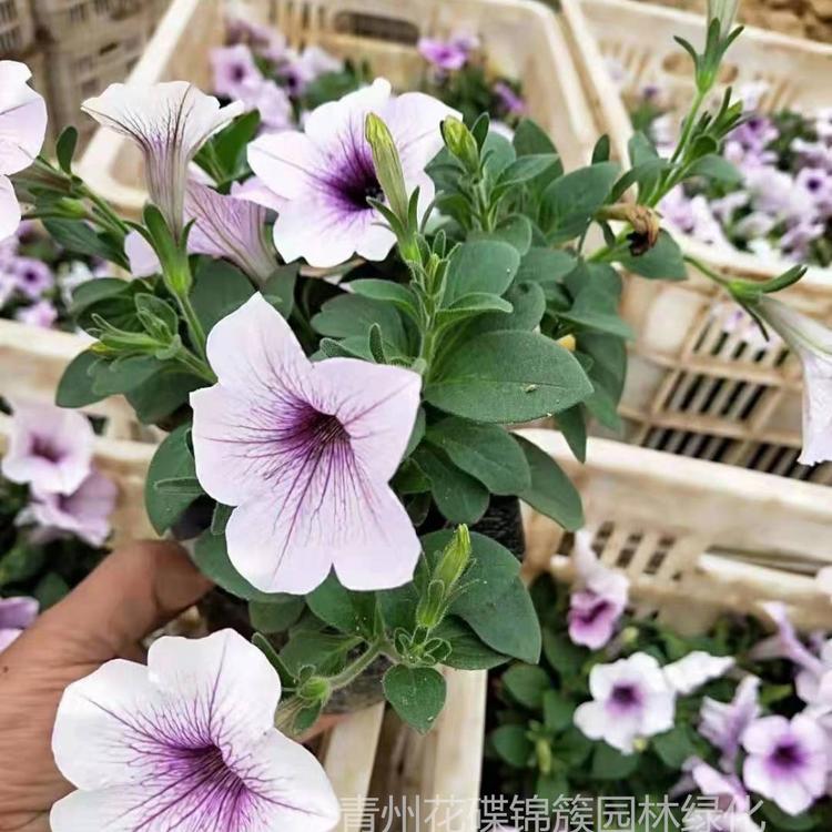批发基地矮牵牛花.矮牵牛批发矮牵牛鲜花.庭院美化.花海.园林绿化