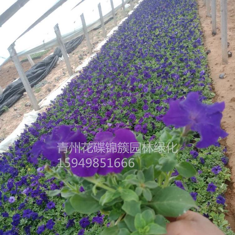 批发基地矮牵牛花.矮牵牛批发矮牵牛鲜花基地.庭院.别墅美化.花海.园林绿化