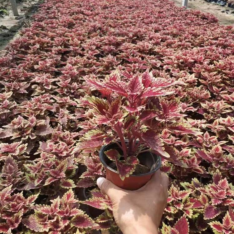 基地直销彩叶草批发,时令花卉,彩叶草苗穴盘苗,市政公园园林绿化