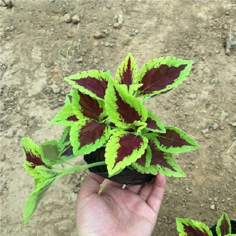 批发彩叶草 花坛盆栽绿化工程 基地直销观赏花卉绿植彩叶草