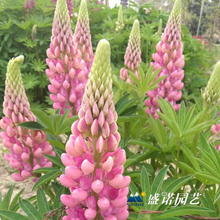 山东黄楼 羽扇豆苗 时令草花 基地处理