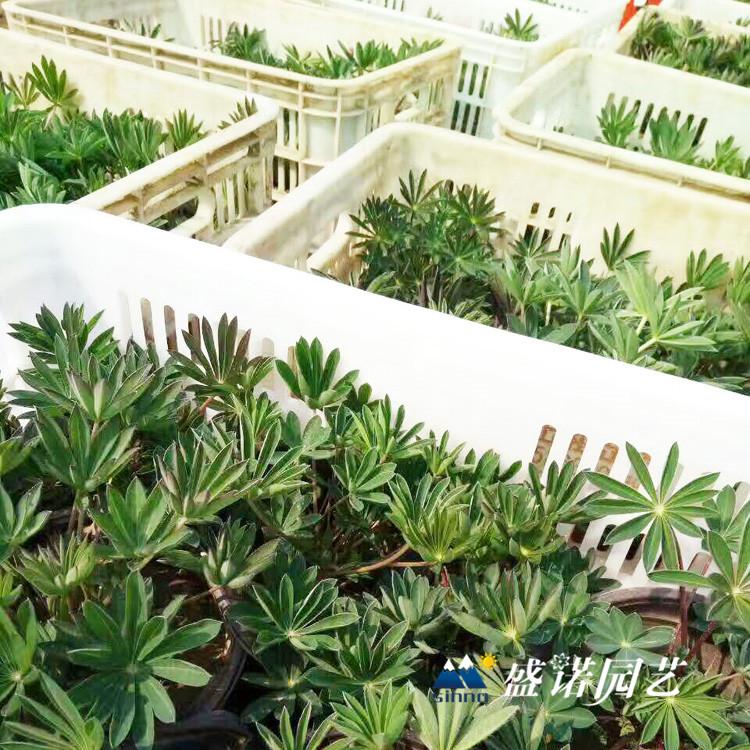 山东黄楼 鲁冰花苗 宿根地被 批发报价