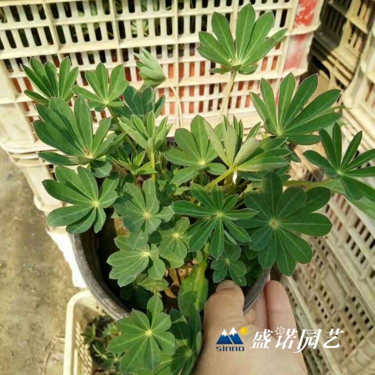 山东 鲁冰花苗 羽扇豆种苗 宿根花卉 价格优惠