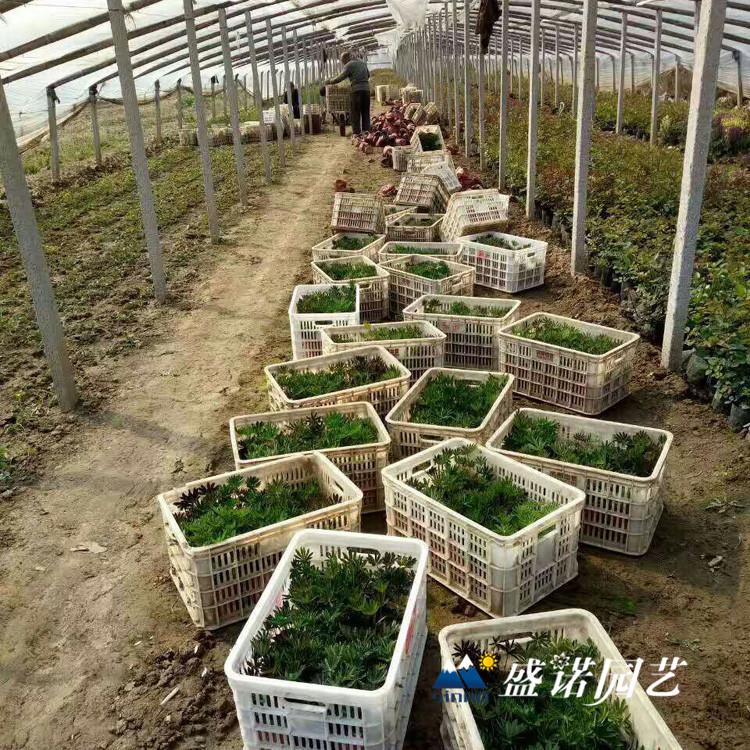 山东黄楼 羽扇豆苗 双色盆 价格优惠