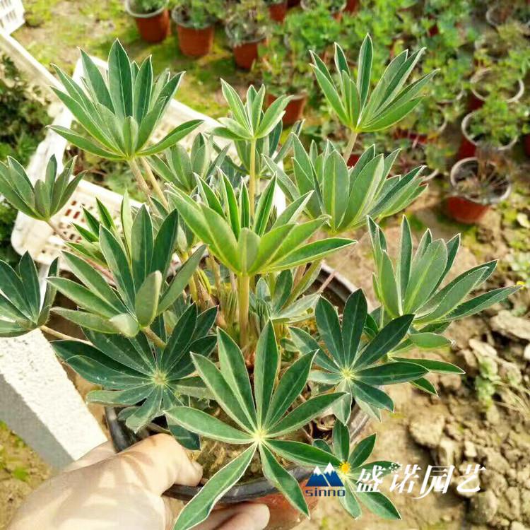 山东青州 鲁冰花苗 小苗 特价销售