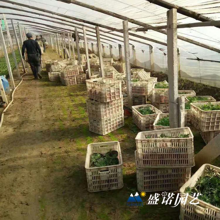 山东 鲁冰花苗 羽扇豆种苗 宿根地被 地栽盆栽