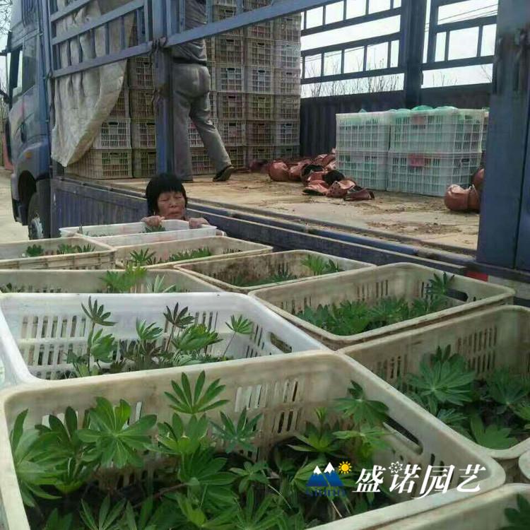 山东 鲁冰花苗 羽扇豆小苗 时令草花 价格优惠