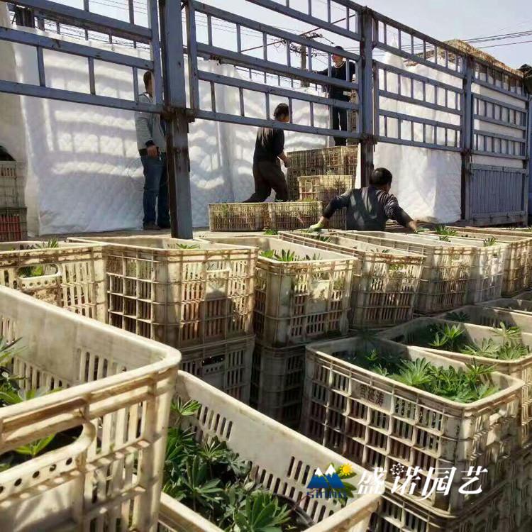 山东黄楼 羽扇豆苗 绿化园林工程 地栽盆栽