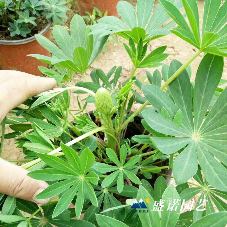 山东黄楼 鲁冰花小苗 羽扇豆花苗 绿化园林工程 品种齐全