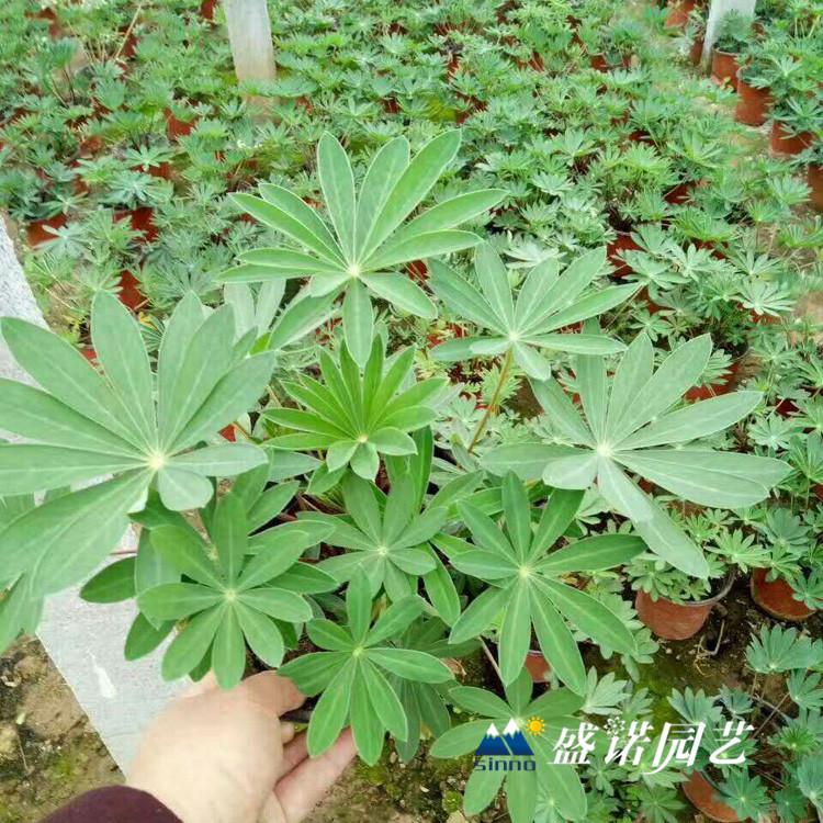 山东黄楼 鲁冰花花 羽扇豆苗 宿根地被 批发报价