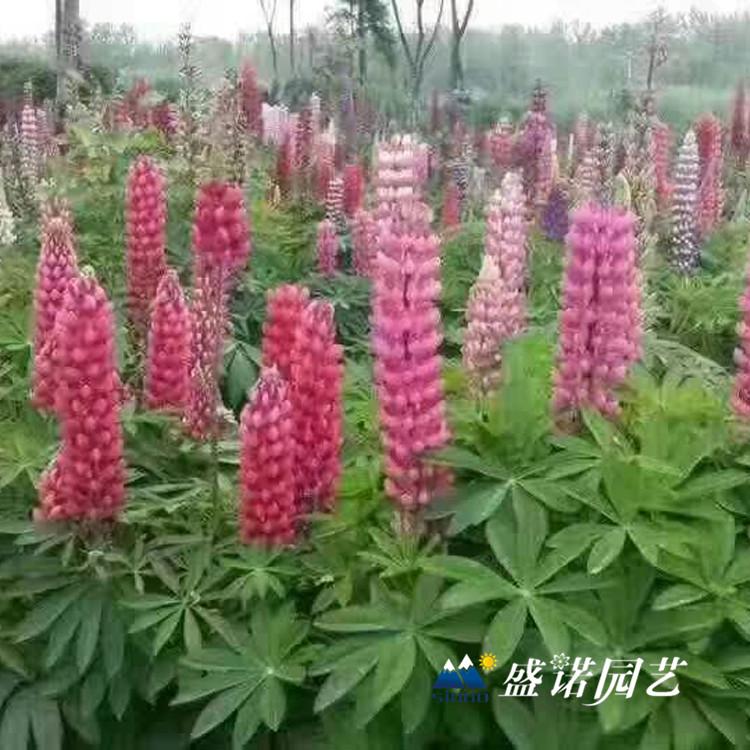青州黄楼 鲁冰花苗 羽扇豆种苗 花卉苗木 品种齐全