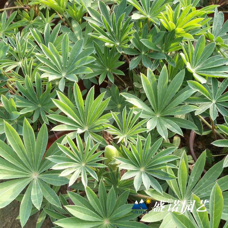 青州黄楼 鲁冰花苗 羽扇豆小苗 草花花卉 批发报价