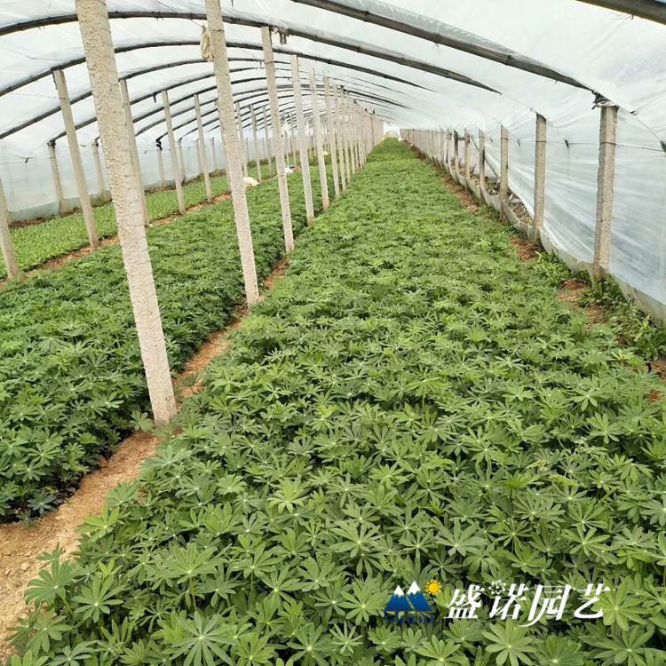 山东 羽扇豆苗 绿化园林工程 地栽盆栽