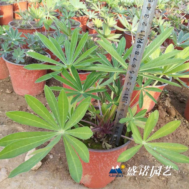 山东青州 鲁冰花苗 羽扇豆小苗 双色盆 地栽盆栽