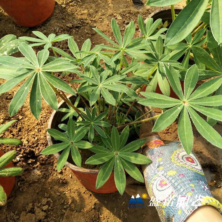山东黄楼 羽扇豆苗 双色盆 地栽盆栽