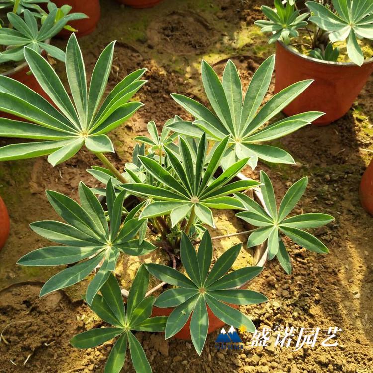 山东青州 鲁冰花苗 羽扇豆小苗 宿根花卉 价格优惠