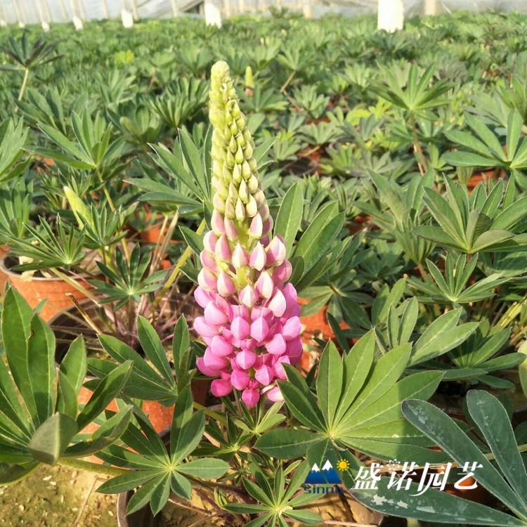山东青州 鲁冰花小苗 羽扇豆花苗 双色盆 价格优惠