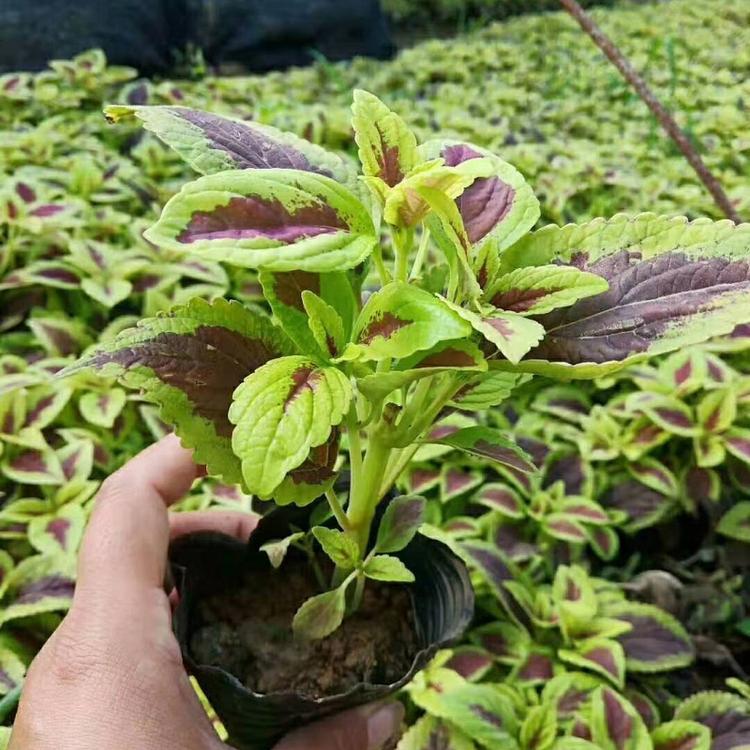 景观工程专用火焰彩叶草 基地批发价格 火焰彩叶草 彩叶观赏草地被植物