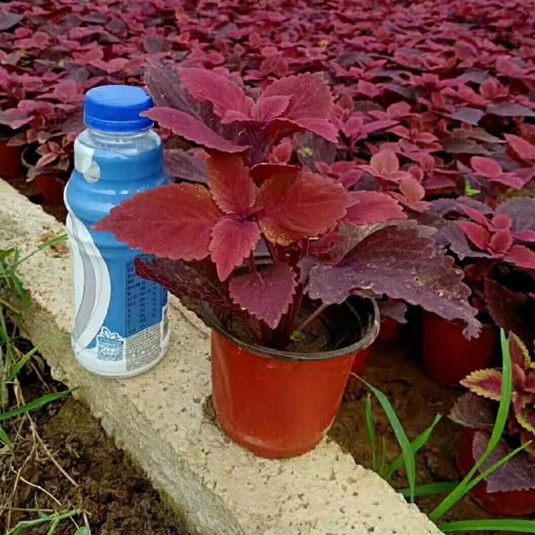 基地直销多色彩叶草 火焰彩叶草价格 青州草花