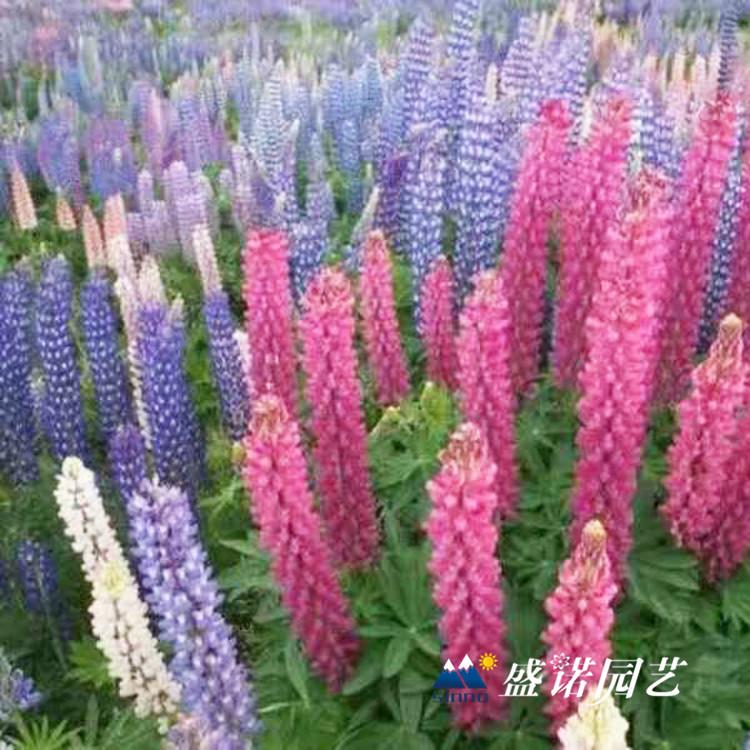 山东青州 鲁冰花苗 羽扇豆种苗 宿根花卉 地栽盆栽