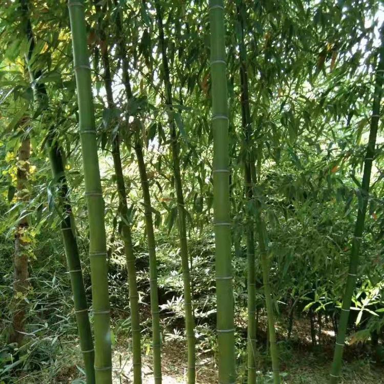 银环竹批发基地 银环竹直销