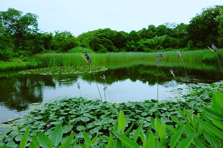 批发水生植物再力花 湿地绿化苗木 水体绿化湿地绿化