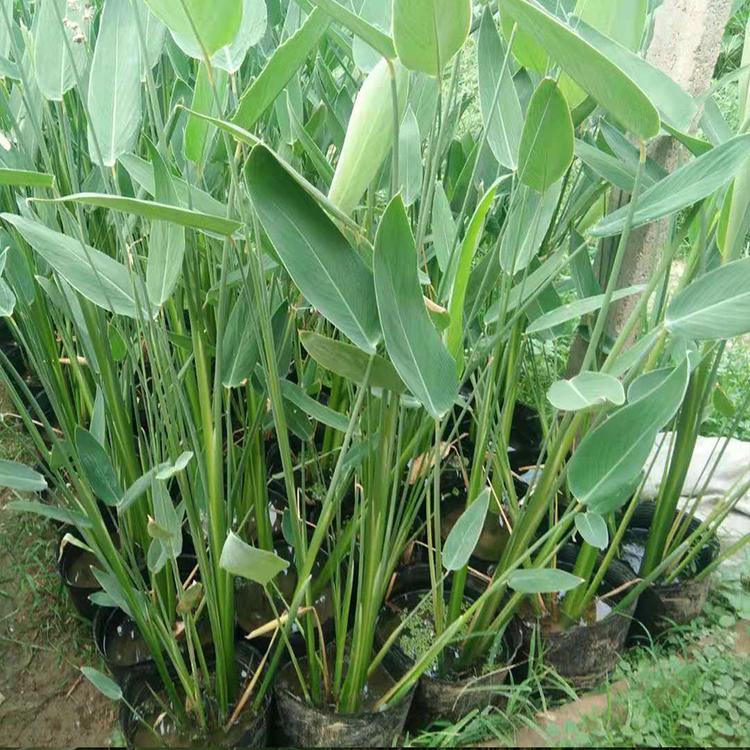 水生植物再力花种苗批发 承接再力花种植
