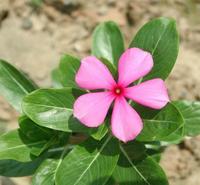 青州长春花种植基地  优质长春花