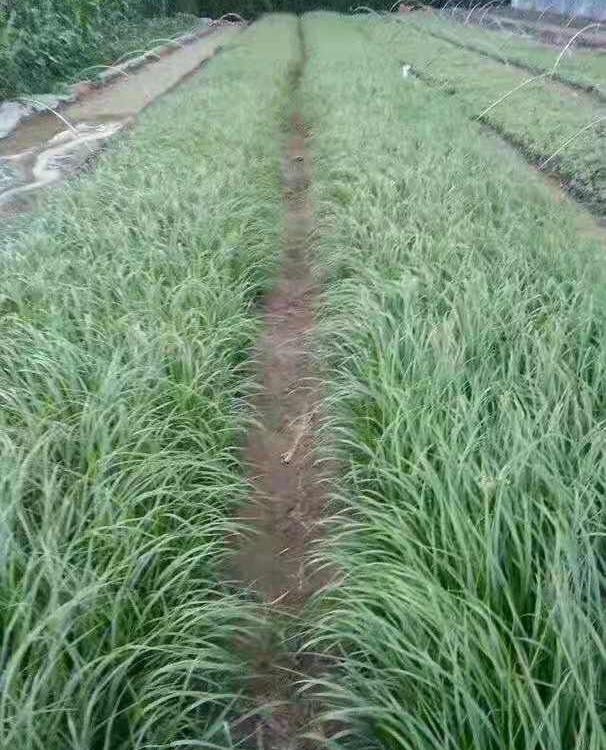 青州狼尾草供应商   狼尾草价格  狼尾草杯苗