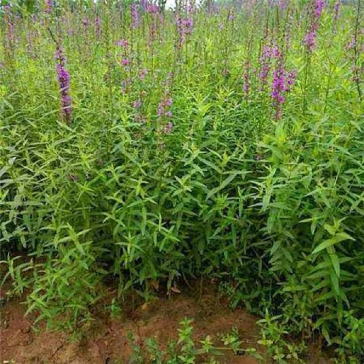 千屈菜 山东千屈菜基地 绿化用千屈菜 千屈菜租摆